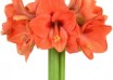hippeastrum Naranja ® (1)